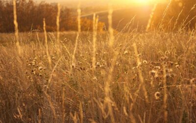 A Personal Foray into Rewilding – The Prairie
